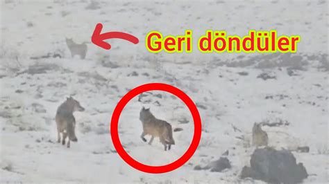 Kurtlar Sonunda G R Ld Merak Ed Len Sorulari Cevapladim Youtube