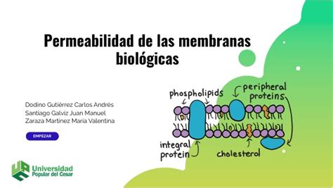 Permeabilidad De La Membrana