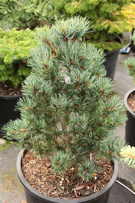 Pinus Parviflora Glauca Nana Japanese White Pine Added 44 Off