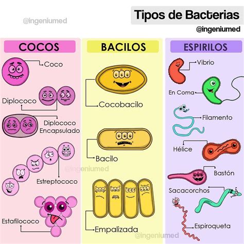 Desaparecer Debe La Nuestra Clasificacion De Las Bacterias Segun Su