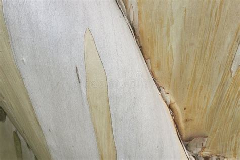 Bark Close Up of Eucalyptus Pauciflora Stock Image - Image of growth ...