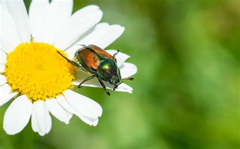 How to Identify, Treat & Prevent Japanese Beetle Infestation?