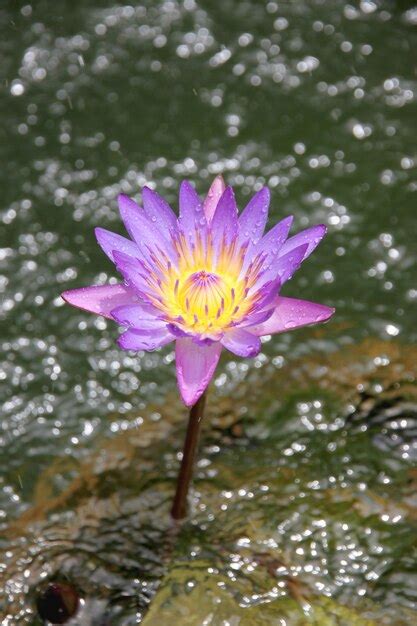 Premium Photo | Purple lotus.