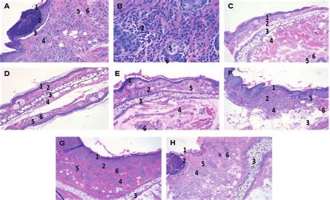 Histological Analysis Of The Mouse Ear Stained With H E A B Sick