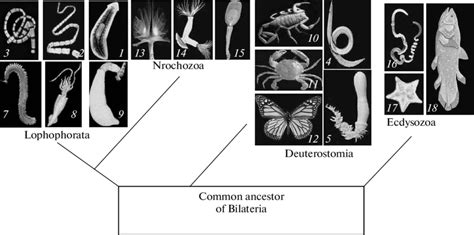 nonclassical scheme  bilaterian phylogeny  legend