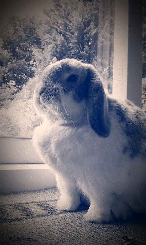 Bunny Is Stoic And Proud — The Daily Bunny Cute Bunny Pictures Pet