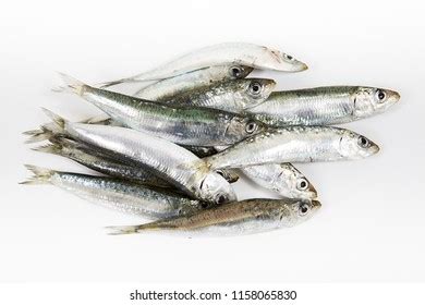 Spicara Smaris Picarel Painted Fish Handmade Stock Vector Royalty Free