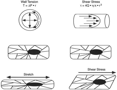 Schematic Representation Of The Effects Of Vessel Wall Tension And Download Scientific Diagram