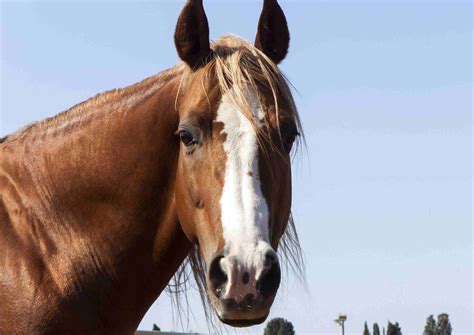 A Picture Guide To The Different Parts Of A Horse