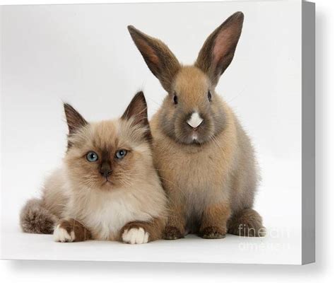 Ragdoll Cross Kitten And Young Rabbit Jigsaw Puzzle By Mark