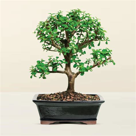 Dwarf Jade Bonsai Celebratebigday