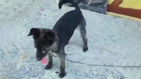 Il Salvataggio Del Cane Legato A Un Palo Senz Acqua E Abbandonato A