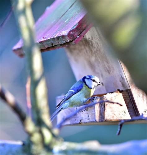 Premium Photo Close Up Of Bird Perching On Birdhouse