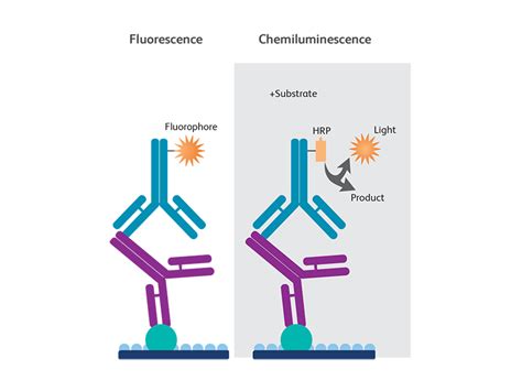 Filter Wiederkehren Zurückrufen primary and secondary antibody western blot Altersschwach ...