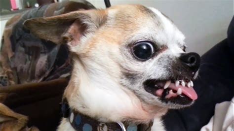 36 Drôles De Vidéos Chien De Chihuahua En Colère Que Vous Pouvez T