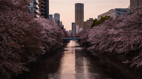 Japan Cherry Blossom Tours | Discover Japanese cherry blossoms