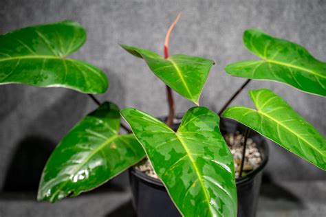 Philodendron Erubescens Red Emerald Copy 305 Greenery