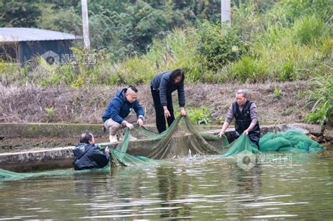 江西吉水：发展养鱼业助农增收致富 视觉江西 大江网首页