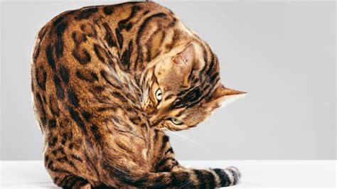 10 Cat Breeds That Look Like Tigers — Wow Meow Animalfoodplanet