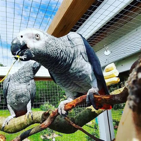 Available Parrots For Sale - African Gray Parrot
