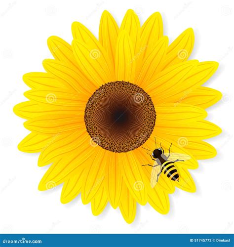 Sunflower And Bee Isolated On White Background Stock Vector