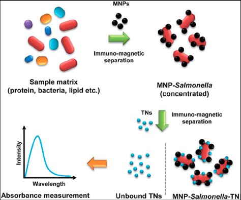 A Schematic Representation Of The Pathogenic Bacteria Detection Method