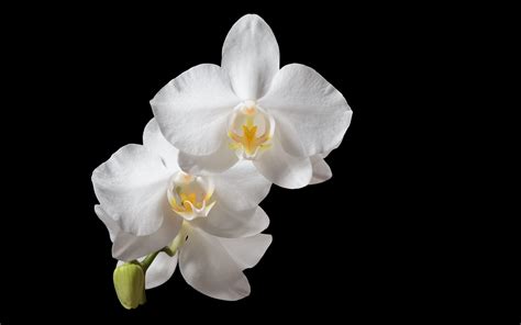 White Orchid Wallpapers - Top Free White Orchid Backgrounds ...