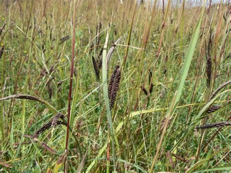 Carex Panicea Blauwe Zegge 70 P9 Welkom Bij Palmhunters