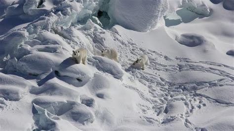 Greenland Polar Bears Secretly Found Living Inland from Coast - SoGoodly