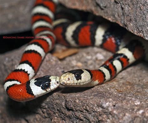 Arizona Mountain Kingsnake Care Sheet | Reptiles' Cove