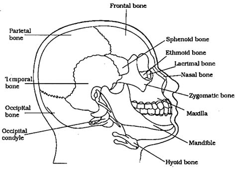 41 Skull Diagram Labeled