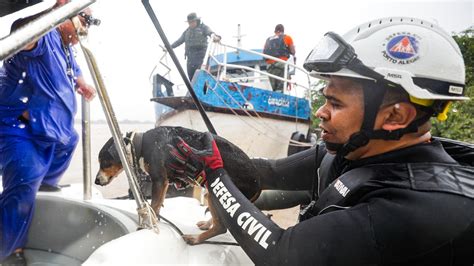 Fotos As Comoventes Imagens Dos Resgates De Animais Na Enchente