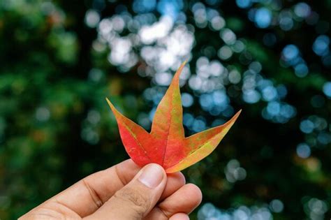 Premium Photo Cropped Hand Holding Maple Leaf During Autumn