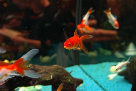 Why Are My Fish Not Eating?