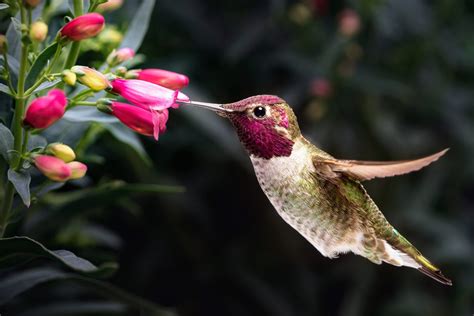 Sipping on nectar: Hummingbirds consume a surprising amount of alcohol ...