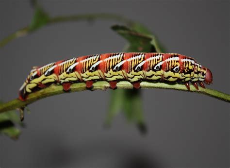 North American Caterpillar Identification Owlcation