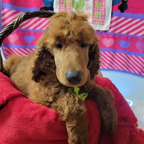 How Long Have Poodles Been Around