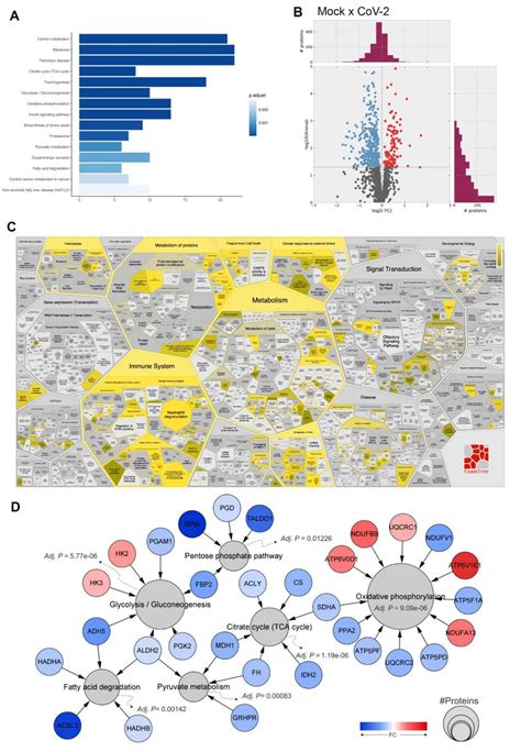 Figure S2 Related To Figure 1 And 3 Proteomic Analysis Of Download Scientific Diagram