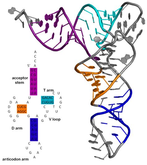 Rna Nucleotide Structure