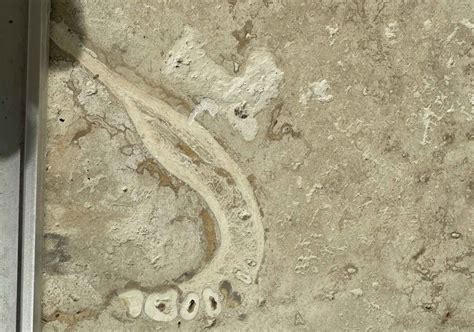 Renovation Relic Man Finds Hominin Jawbone In Parents Travertine