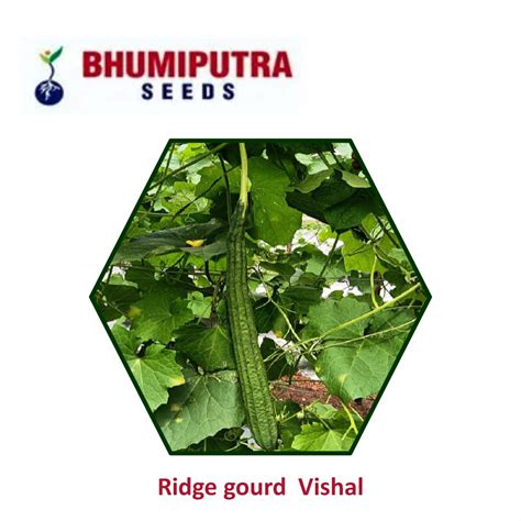 BHUMIPUTRA Hybrid RIDGE GOURD Vishal Seeds 50 GM LeafConAgro