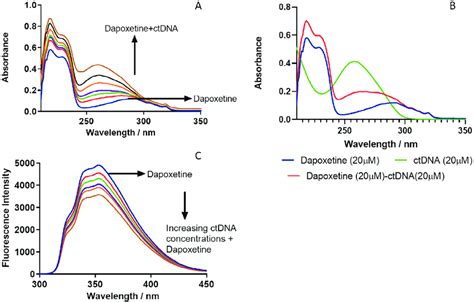 A Uv Absorption Spectra Of Ctdna In Presence And Absence Of