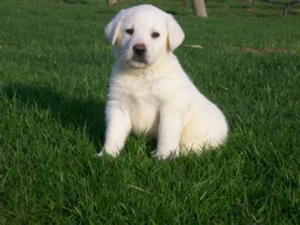 All Labrador Retrievers: The White Labrador Retriever