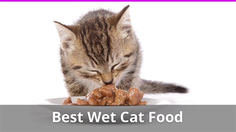 The 5 Best Wet Cat Food Brands With Ratings And Reviews For 2021