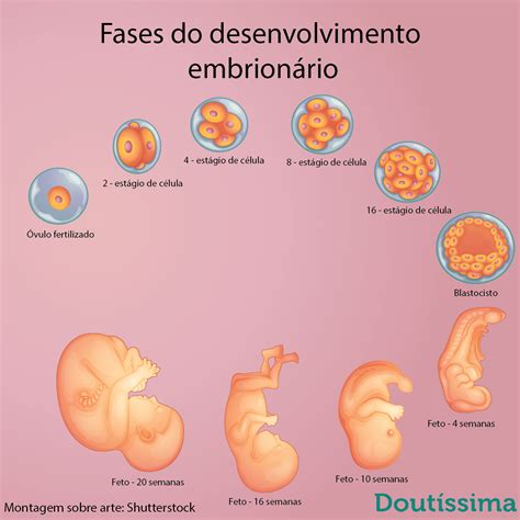 Entenda O Desenvolvimento Fetal Do 1º Ao 3º Trimestre