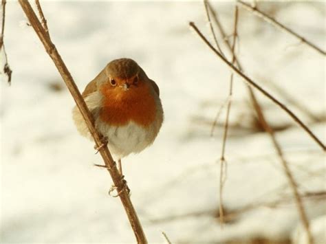 Ornithologen halten Winterfütterung für unnötig