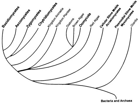 Phylogenetic Tree Showing Relationships Of Eukaryotes Based On The