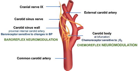 Carotid Sinus And Carotid Body The Carotid Sinus Nerve A Branch Of