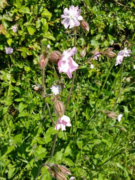 Night Flowering Catchfly Silene Noctiflora Norfolk England Uk