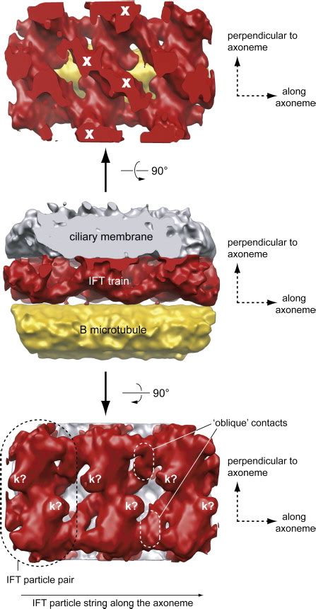 EM Structure Of IFT Trains In Situ Electron Tomographic Reconstruction